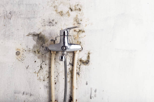 Best Mold Remediation  in Ambler, PA