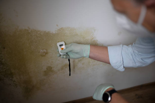 Best Emergency Mold Removal  in Ambler, PA