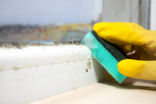 Best Local Mold Removal Service  in Ambler, PA