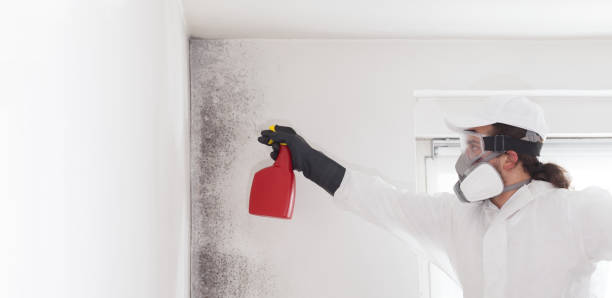Best Residential Mold Removal  in Ambler, PA