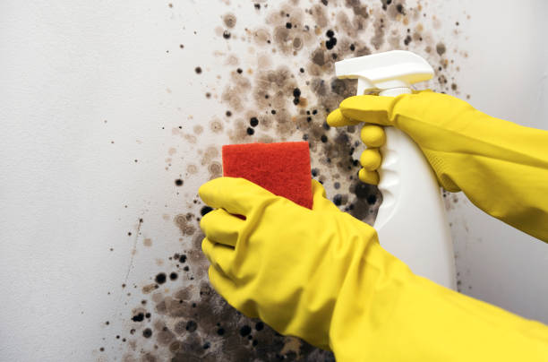 Best Commercial Mold Removal  in Ambler, PA