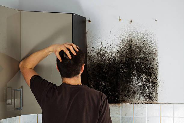 Home Mold Removal in Ambler, PA