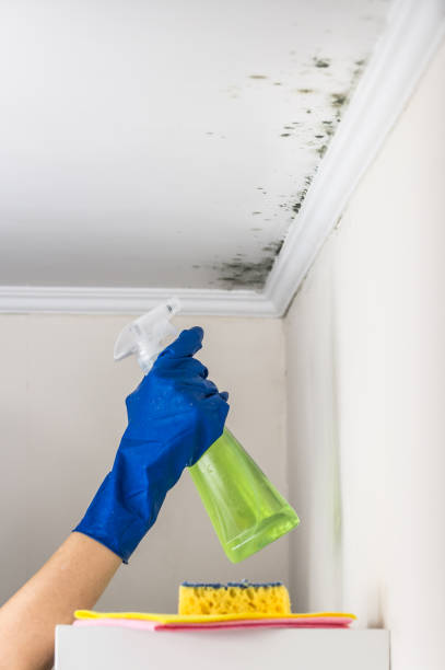 Best Black Mold Removal  in Ambler, PA